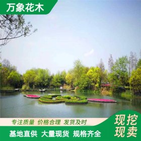 承接各种水生植物河道绿化沉水植物生态浮岛景观绿化工程