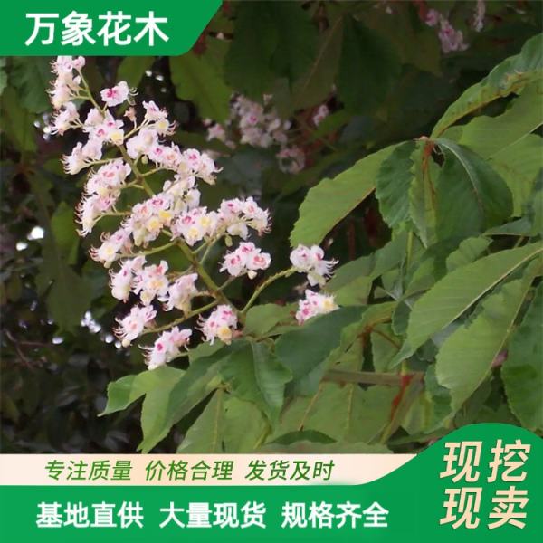 歐洲七葉樹家園黃花