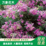 萬象花木胡枝子苗護(hù)坡綠化灌木園林行道綠化工程苗