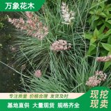 萬象花木蜜糖草護(hù)坡草坪池塘河道綠化工程苗