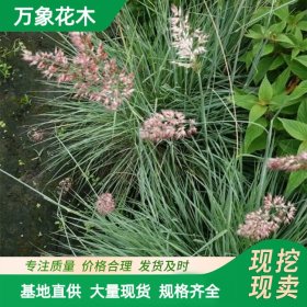 万象花木蜜糖草护坡草坪池塘河道绿化工程苗