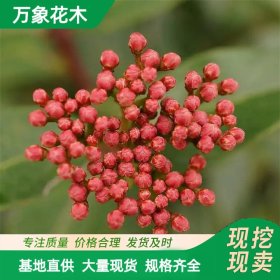 万象花木 地中海荚蒾球 冠形优美 用作树球或庭院树