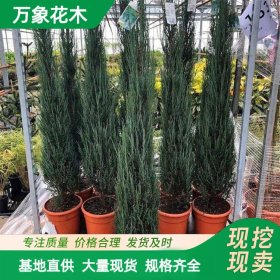 苗圃供应 蓝剑柏 蓝色 欧式风格庭院 现代园林种植观赏苗木