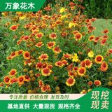 萬象花木 天人菊盆苗 色彩艷麗 花期長 防風(fēng)定砂植物耐干旱