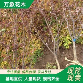 基地美人梅 绿化树苗 花海工程打造苗木 园林庭院造景绿化