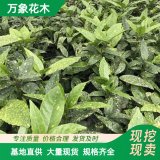 萬(wàn)象花木出售桃葉珊瑚苗 別墅庭院綠植 園林綠化苗四季常青