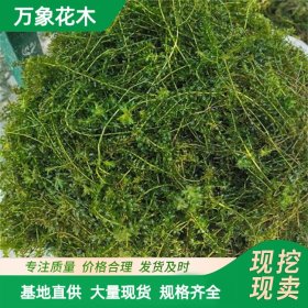 万象花木 轮叶黑藻 多年生沉水植物 喜温暖 耐寒 池塘河边种植