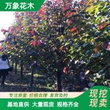 彩葉豆梨 紅色系圓柱形園林植株 露地生長樹木落葉性園林植物