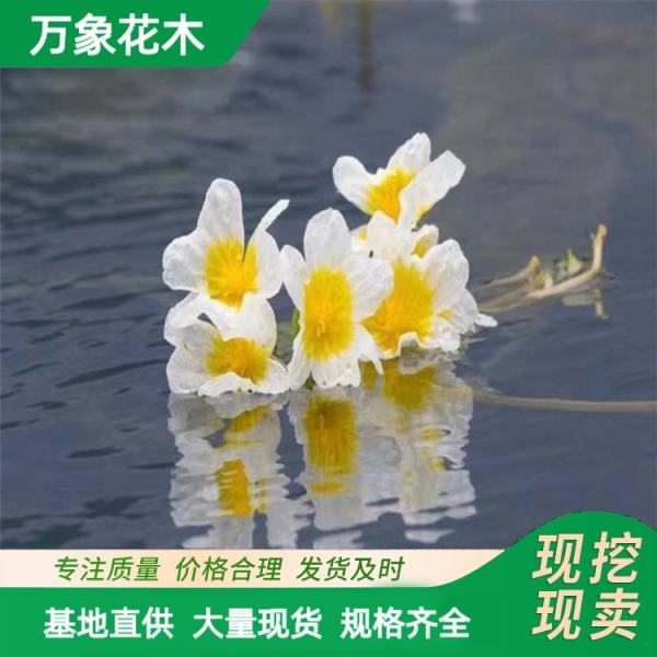 海菜花