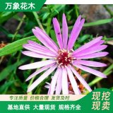 万象花木紫菀多年生四季开花耐寒耐热盆栽粉红蓝白多色花苗