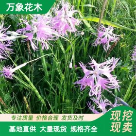 万象花木 瞿麦 多年生草本植物 风景园林 庭院绿化