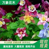 萬象花木出售耬斗菜 葉奇花美 巖石園 庭園花卉 花壇布置