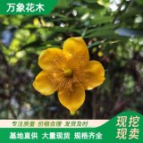 万象花木金丝梅花坛绿化植物耐寒耐旱地被绿化苗