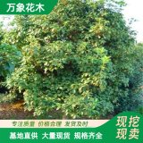 出售桂花 月桂 規(guī)格齊全庭院別墅種植觀賞道路園林綠化風(fēng)景樹