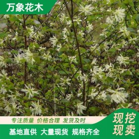 金银花盆栽树苗 阳台庭院爬墙树桩树金银花苗攀援植物