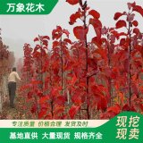 供应彩叶豆梨 大小树形壮苗 规格全 耐寒 园林造景工程改造苗