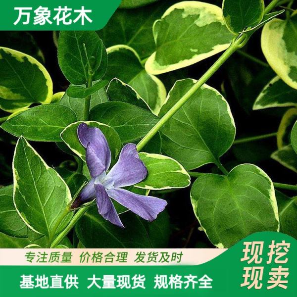 花葉蔓長(zhǎng)春