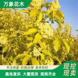 萬象花木出售金葉接骨木抗污染 適應(yīng)性強(qiáng) 廠區(qū)周圍綠化