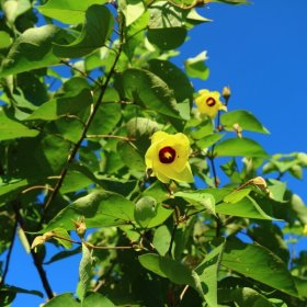 黄槿树苗 基地供应 批发出售 绿化栽植苗木 市政景观工程树