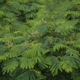 南洋楹樹苗 地栽 容器苗 花鏡花壇配植綠化 園林景觀樹批發(fā)