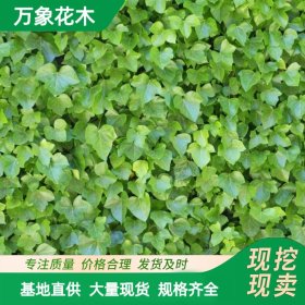 万象花木绿化常春藤盆栽室内垂吊植物好养护绿植四季常青