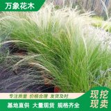 萬(wàn)象花木細(xì)莖針茅墨西哥羽毛草護(hù)坡綠化公園行道植載