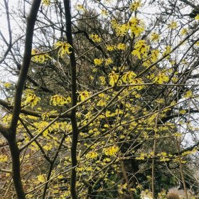 金缕梅 银缕梅阳台盆栽花坛花镜租摆小区庭院公园绿化种植苗