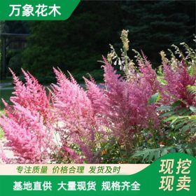 万象花木 落新妇 多年生草本植物 盆栽和切花观赏