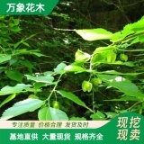 萬象花木出售 青檀樹 古樹盆景 樹姿優(yōu)美 造型獨(dú)特