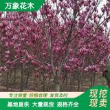 萬(wàn)象花木叢生玉蘭園林行道景觀樹觀賞喬木喜陽(yáng)耐寒