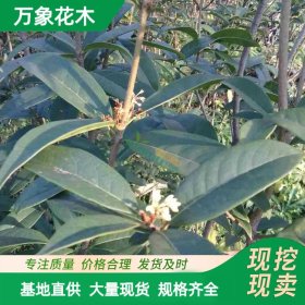 万象花木 桂花日香桂 花坛景观庭院植物四季常青