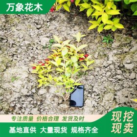 基地供应 金叶锦带花 园林绿化观花观叶绿植 庭院花篱