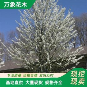 万象花木出售 豆梨 克利夫兰精选 城市道路绿化带观景树