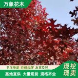 基地出售櫟樹(shù)系列 鐵橡櫟 猩紅橡木 校園球場(chǎng)用作遮陰樹(shù)