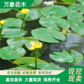 万象花木出售萍蓬草 黄金莲 湿地公园水体造景绿化