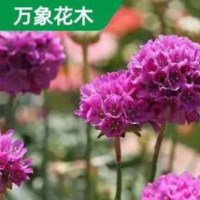 万象花木 海石竹小杯苗 规格齐全 绿化工程苗 花坛栽植苗