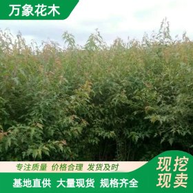 基地出售槭树系列 茶条槭 火焰阿穆尔 庭院绿篱 小型行道树