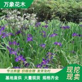 萬象花木 紫花鳶尾 喜濕潤(rùn)寒冷氣候 城市綠化景觀花