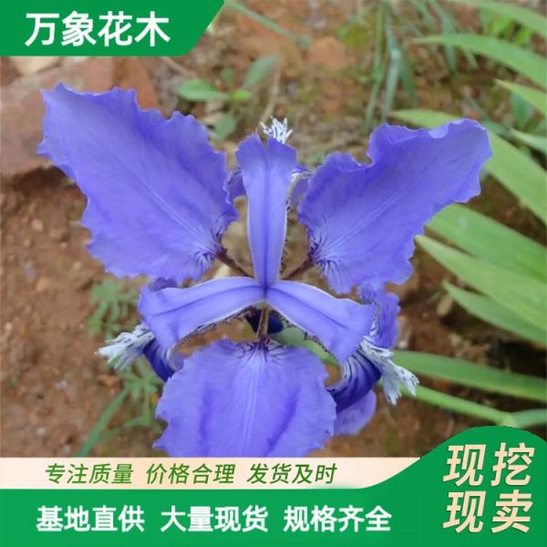 紫花鸢尾