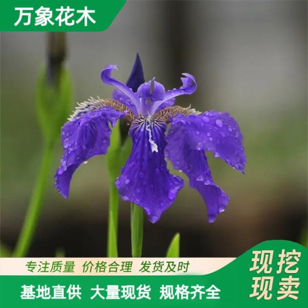 紫花鸢尾