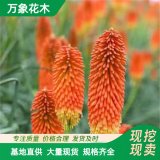 萬象花木 火炬花 多年生草本植物 可盆栽 可庭院種植