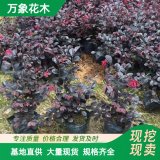 庭院绿篱植物红花继木大杯苗 观花观叶 四季常绿 园林彩叶