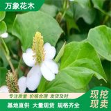 萬象花木 魚腥草 陽臺(tái)庭院造景 道路園林綠化花鏡切花材料