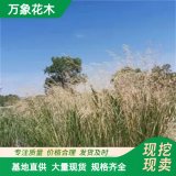 萬(wàn)象花木出售 芨芨草 根系強(qiáng)大 耐旱 耐鹽堿 適應(yīng)性強(qiáng)