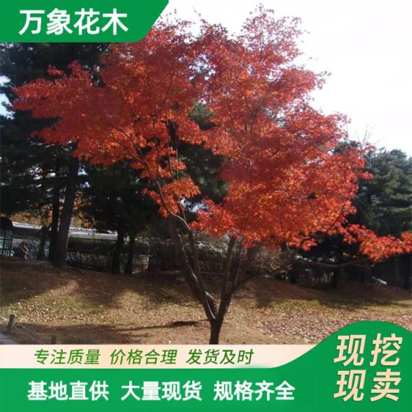 流泉紅楓