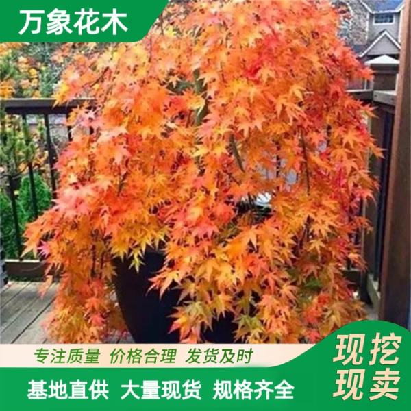 流泉紅楓