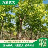 萬象花木 美國榆 新和睦 樹姿優(yōu)美 抗逆性強 綠化美化樹種