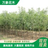 基地出售 白蜡 园林庭院造景植物 道路绿化色块苗木