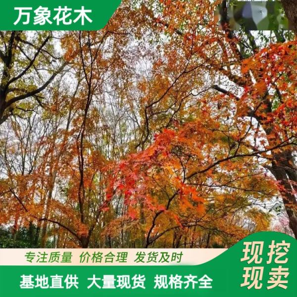 金陵紅楓