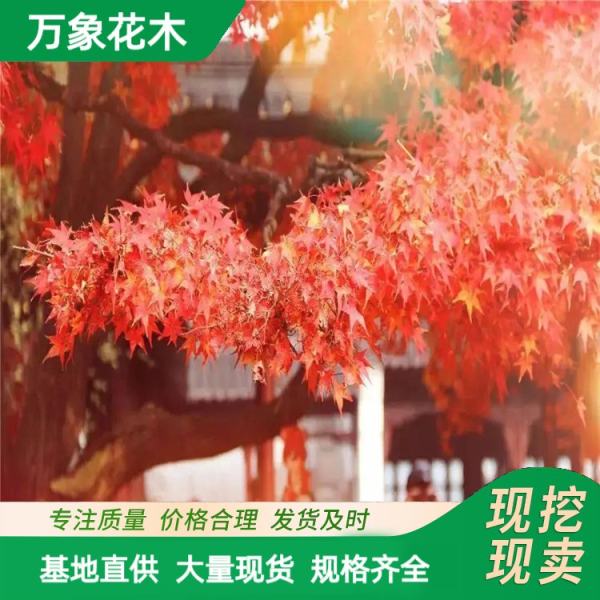 金陵紅楓